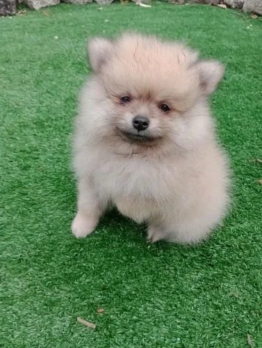 Spitz alemão anão macho, ursinho em 10x no cartão. Com pedigree