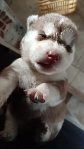 Vendo filhotes de husky siberiano 