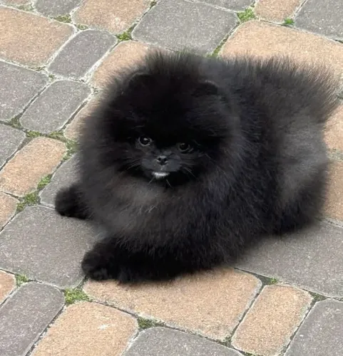 Lulu da pomeranea ( spitz alemão)