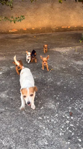 Pinscher filhote