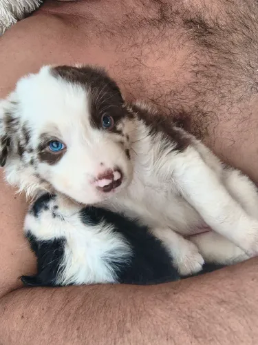 Bodercollie filhotes 