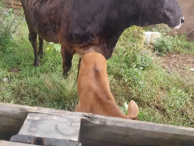 Vaca com bezerro 