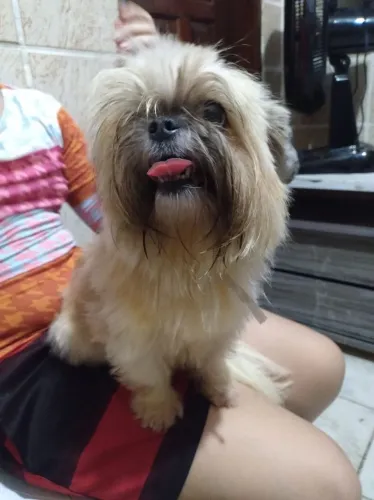 Shit Tzu