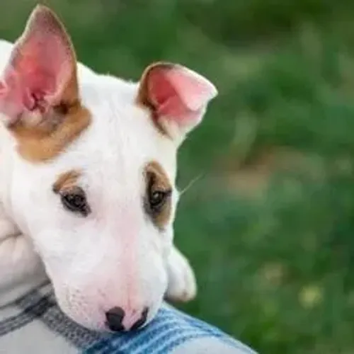 Bull Terrier,Bull Terrier Filhote Estrutura Perfeita Disponível