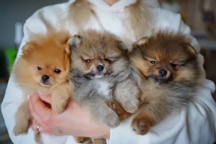 ? Filhotes de Spitz Alemão | Beleza e Muito Carinho em um Só Lugar