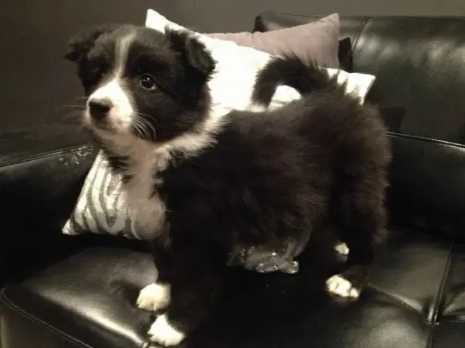 Filhote border collie, Lambidas, brincadeiras e muito carinho!