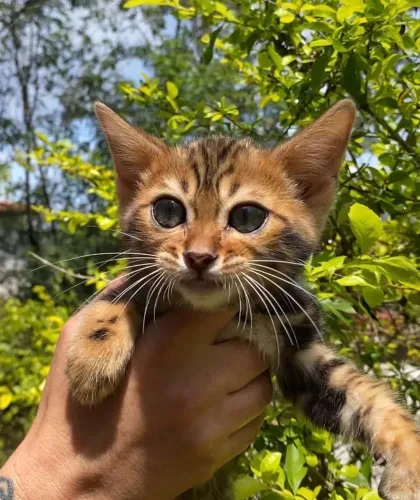 Gato Bengal Marbled
