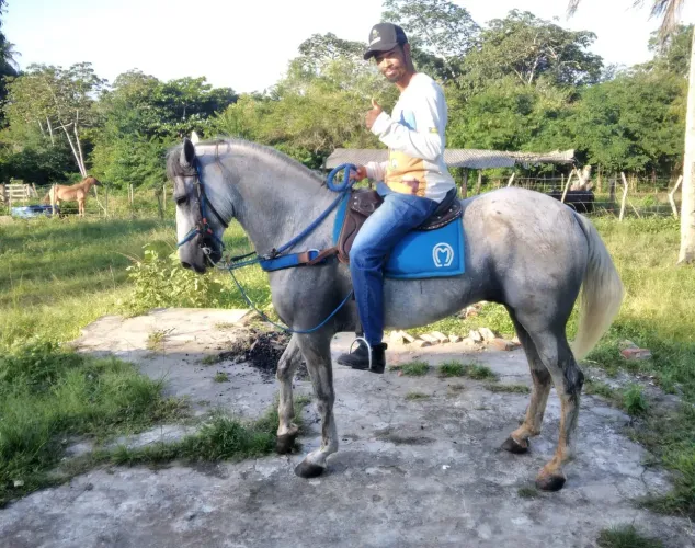 Cavalo mangalarga marchador