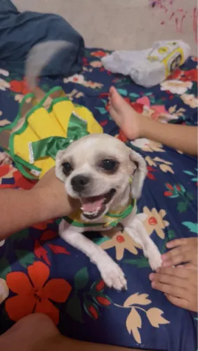 Vendo shitzu já adulto fêmea