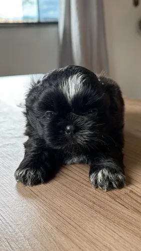 Shihtzu macho filhote 