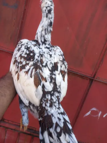 Galinha caipira