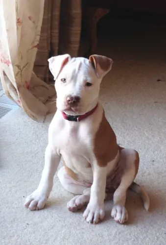 Vendo lindos filhotes de Pit Bull 