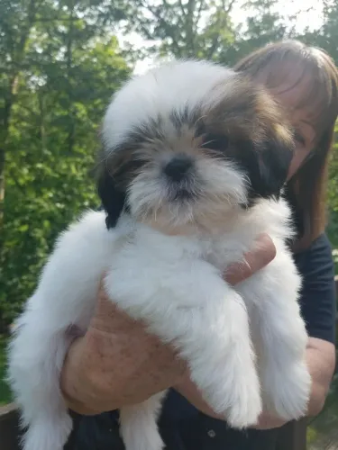 Shih tzu O pet perfeito para quem ama muito carinho