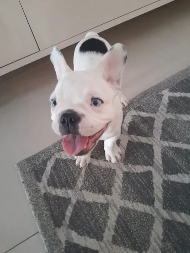 Bulldog Francês macho 