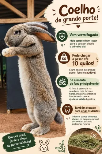 Coelho Gigante