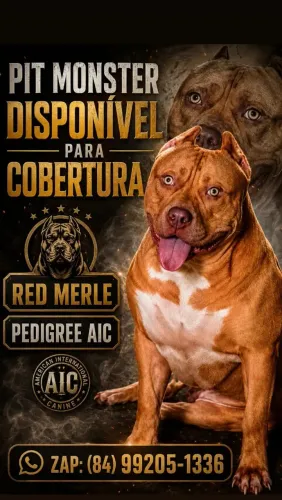 PIT MONSTER COBERTURA