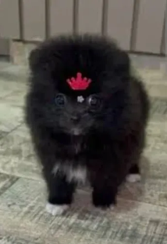 Filhotes da Raca Spitz alemão um macho e uma fêmea