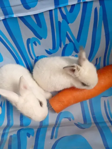 Nova geração de coelhos