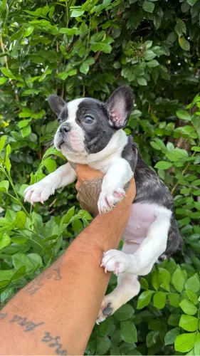 Bulldog francês fêmea 