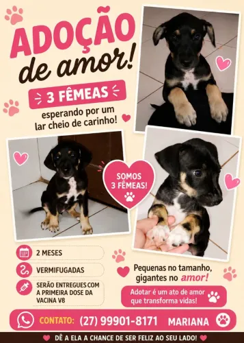 Doando Filhote de cachorro