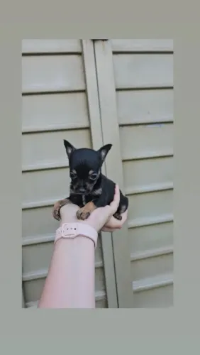 Pinscher Miniatura Micro fêmeas 
