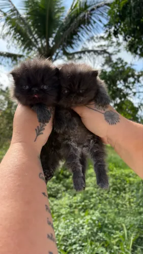 Gato Persa machos- Preto 