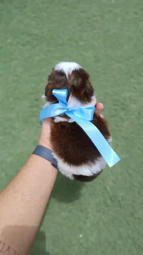 Shih Tzu macho chocolate c/ branco de excelente genética