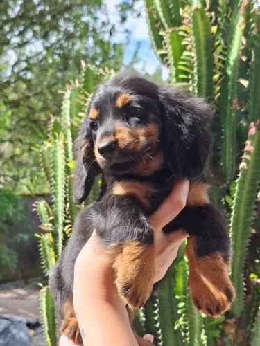 Dachshund pelo longo (Salsichinha)