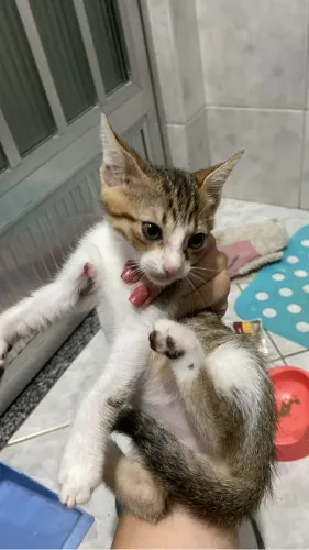 Gatinho filhote para adoção, macho e aparentemente saudável, encontrado abandonado na rua!
