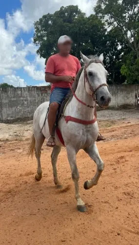 VENDO LINDO POTRO MANGALARGA MACHADOR INTEIRO APENAS 4 ANOS