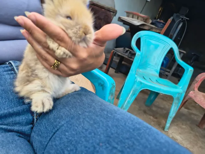 Coelhos Macho Lion