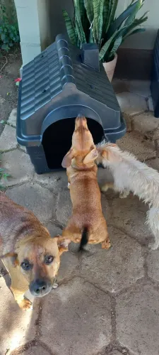 Casinha de Cachorro