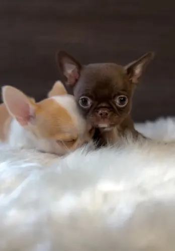 Filhotes chihuahua