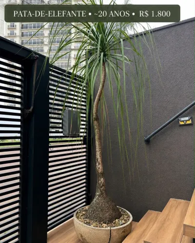 Planta Pata de Elefante