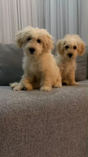 Vendo Casal de Poodle