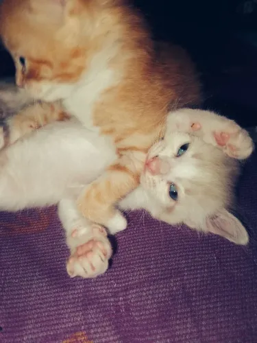 Doação de gato
