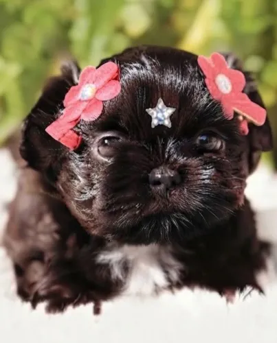 Shihtzu fêmea micro pura exemplar perfeito