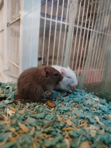 Gerbil 