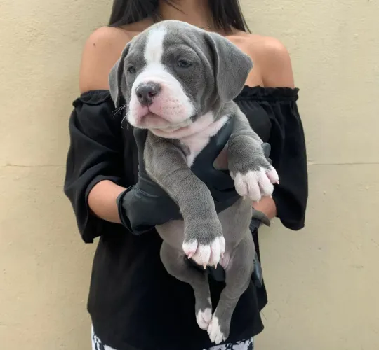 Lindos bbs de American bully disponíveis 