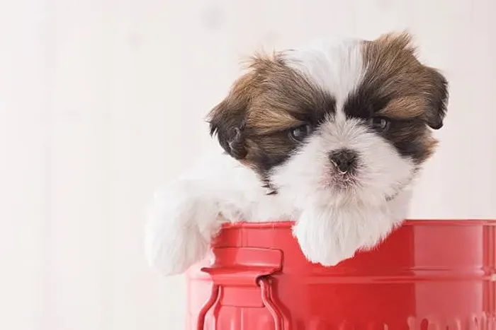 Shih Tzu de Excelente Padrão ?