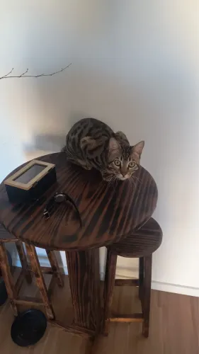 Gato Bengal