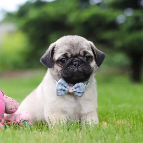 Filhotes de Pug | Filhote cheio de graça.
