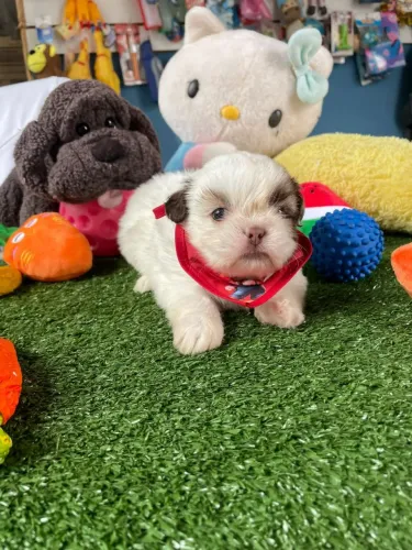 Shihtzu