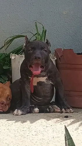 Vendo lindo filhote de Pit monster 