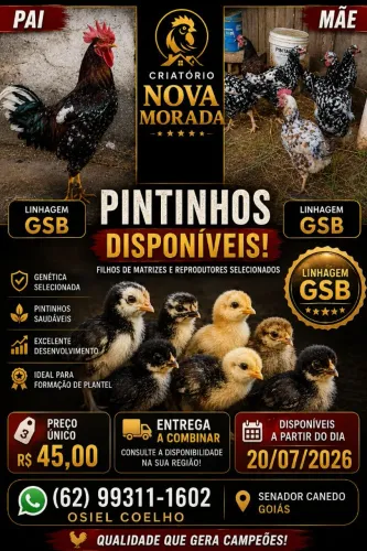Venda de pintinhos GSB galinha sertaneja balao