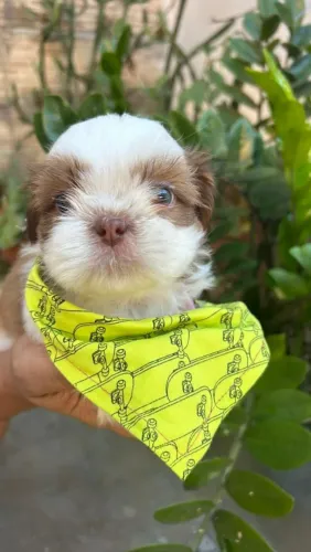Shi tzu