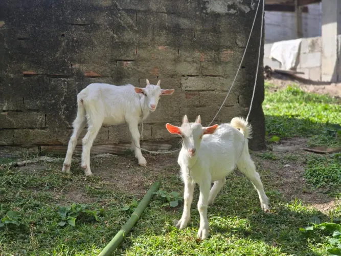 Cabrito sannem 