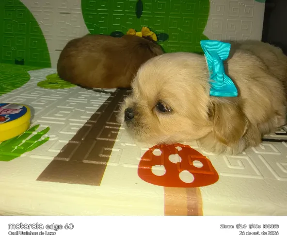Lhasa Apso ( promoção fêmea R$:1.000)