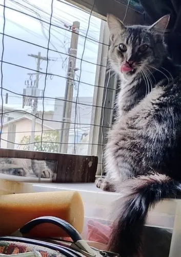 Adote lindo gato castradinho