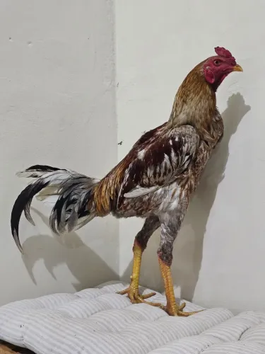 Galo